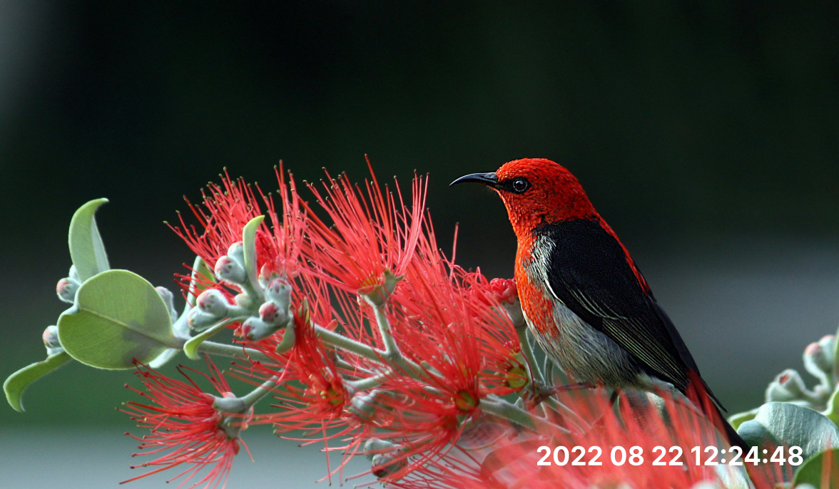 Fotoğraf damgaları filigranları